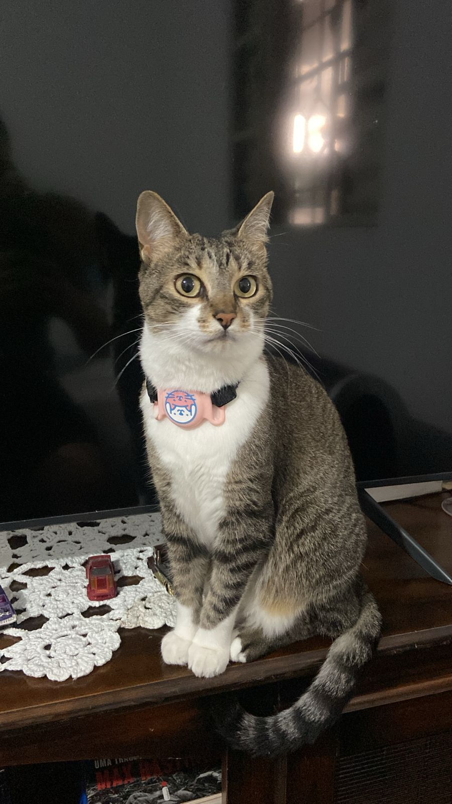 Meu animal de estimação